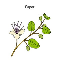 Caper Bush Capparis Spinosa Or Flinders Rose