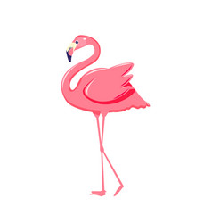 Pink Flamingo Isolated On White Background