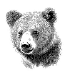 Cute Animal Bear Cub Face Hand Drawn Sketch