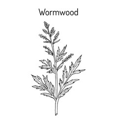 Mugwort Or Common Wormwood Artemisia Vulgaris