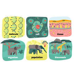 Biological Hierarchy Animals Composition