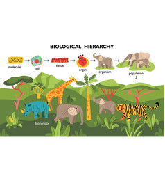 Biological Hierarchy Landscape Composition