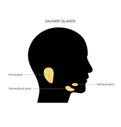 Salivary Gland Concept