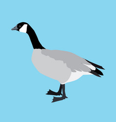 A Af Canada Goose