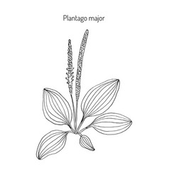 Plantain Plantago Major