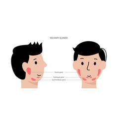 Salivary Gland Concept