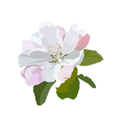 Apple Tree Blossom Flowers Isolated