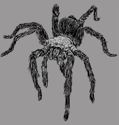 Wild Tarantula Spider Drawing