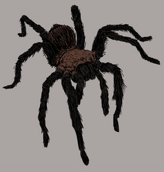 Brown Tarantula Spider Drawing