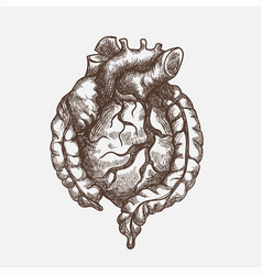 Human Heart And Gut