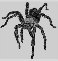 Wild Tarantula Spider Drawing