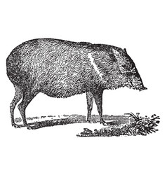 Peccary Vintage