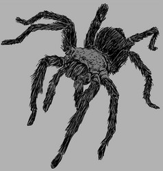 Wild Tarantula Spider Drawing