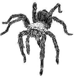 Wild Tarantula Spider Drawing Sketch