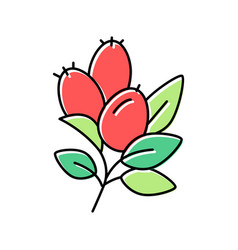 Rosehip Aromatherapy Color Icon Isolated