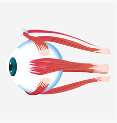 Eye Cross Muscle Icon Cartoon Style