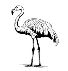 Flamingo Hand Drawn Realistic