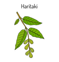 Haritaki Terminalia Chebula Or Black