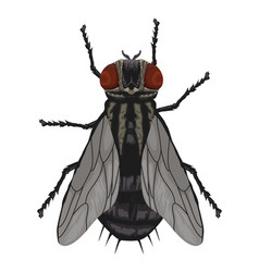 Fly Insect Animal