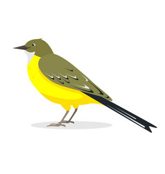 Yellow Wagtail Bird - Motacilla Lutea