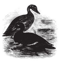 Velvet Scoter Vintage