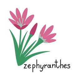 Zephyranthes Isolated Flower