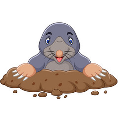 Cartoon mole come out of the hole Royalty Free Vector Image