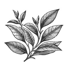 Tea Branch Engraving Line Art