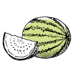 Watermelon Sketch Summer Sweet Hand Drawn Fruit