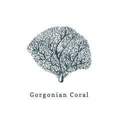 Gorgonian Coral Drawing Of Sea