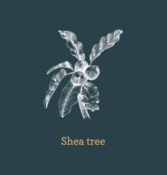 Shea Tree Branch With Nuts Sketch