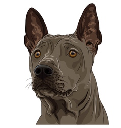 Thai Ridgeback Dog Breed