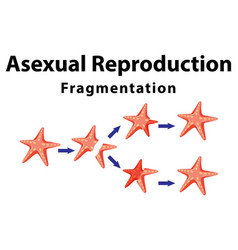 Asexual Reproduction Fragmentation With Starfish