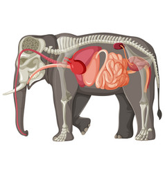 Elephant Anatomy Concept For Science Education