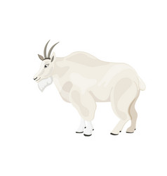 Image Of White Adult Snow Goat With Big Horns