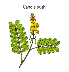 Candle Bush Cassia Alata Ornamental