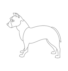 American Pitt Bull Terrier