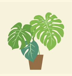 Monstera Deliciosa Swiss Cheese Plant