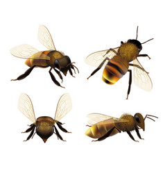 Bee Realistic Wildlife Insect Honeybee Fly Danger