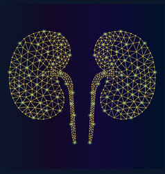 Abstract Kidney Anatomy Of The Kidney