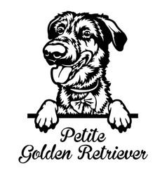 Petite Golden Retriever Peeking Dog - Head