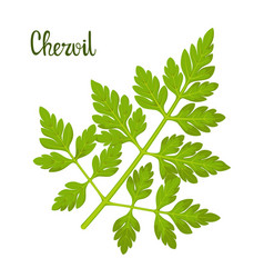 A Sprig Of Chervil