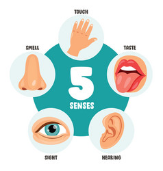 Five Senses Concept With Human Organs