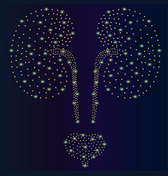 Abstract Kidney Anatomy Of The Kidney