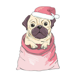 Portrait Of Cute French Bulldog In Red Christmas