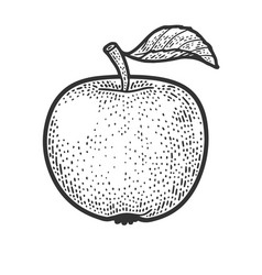 Apple fruit sketch Royalty Free Vector Image - VectorStock