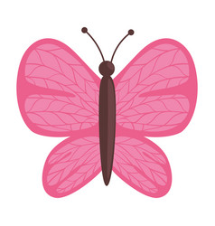 Pink Butterfly Animal