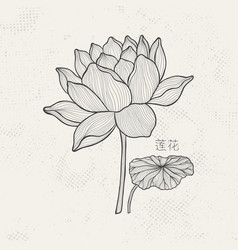 Lotus Sketch With Fine Graceful Lines Isolated