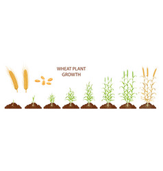 Wheat Growth Stages Life Cycle Of Cereal Plants