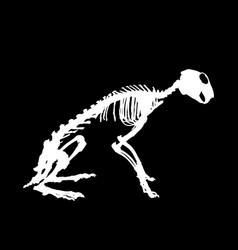 Rabbit Skeleton Silhouette